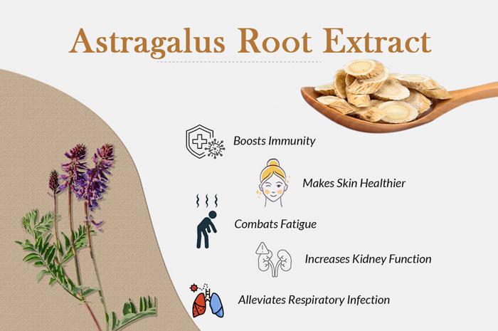 Astragalus-Root-Extract-6