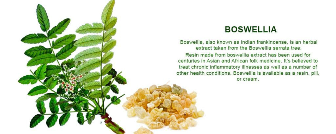 Boswellia-serrata-6 |