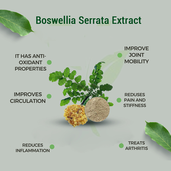 Boswellia-serrata-7