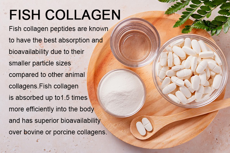 Fish-Collagen--6