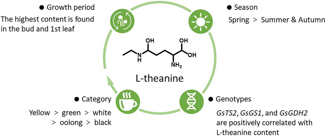 L-Theanine-6